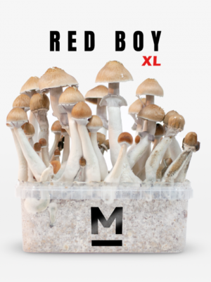 Magic Mushroom Grow Kit Red Boy XL by Mondo®
